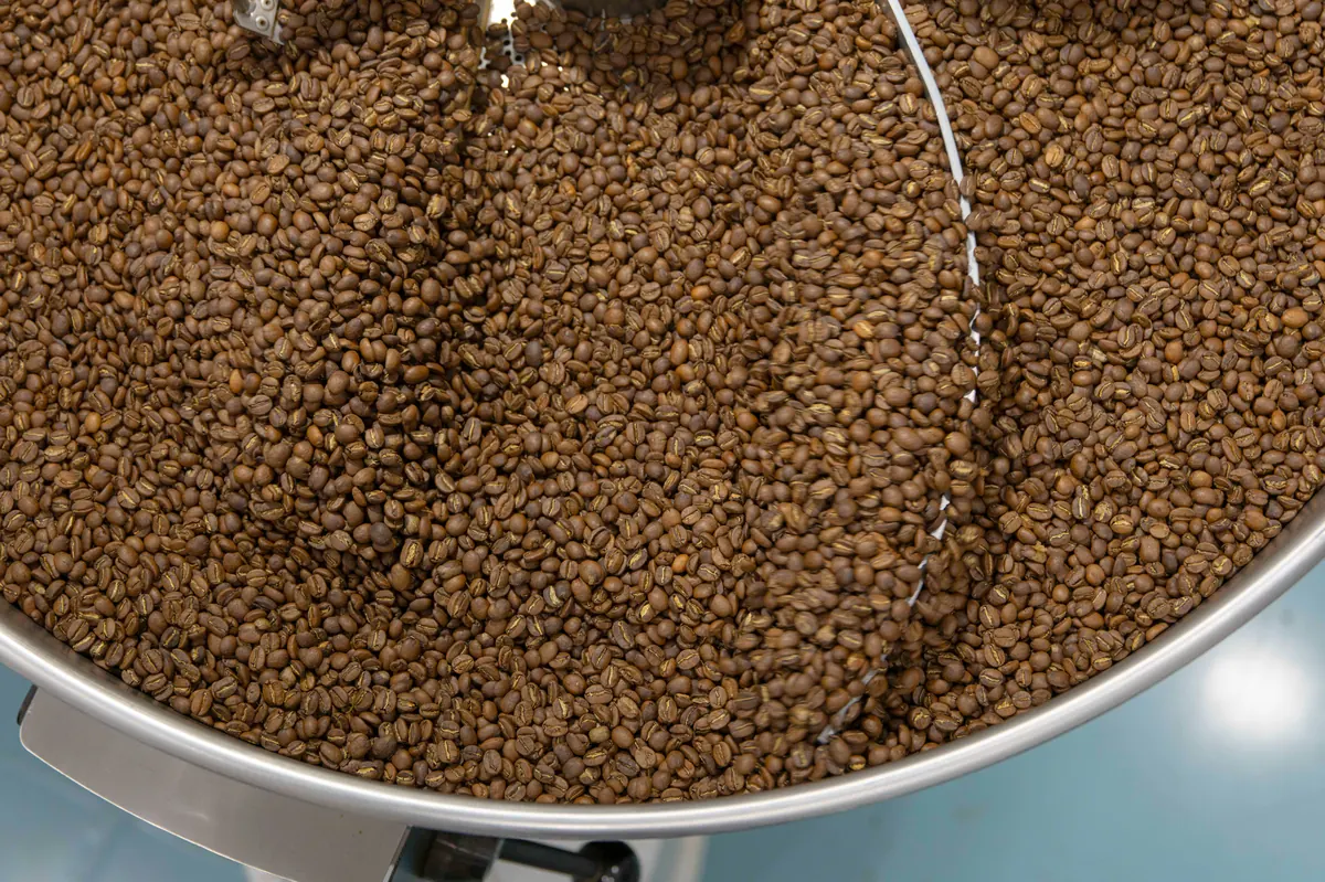 Detalle de café recién tostado en la tolva de enfriamiento de la tostadora